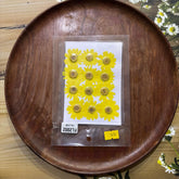 Dry Yellow Daisy Flowers